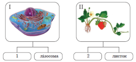 mt-os-biology-1-01